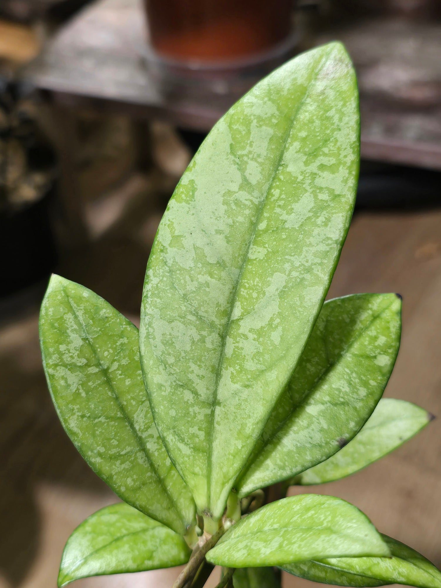 Hoya
