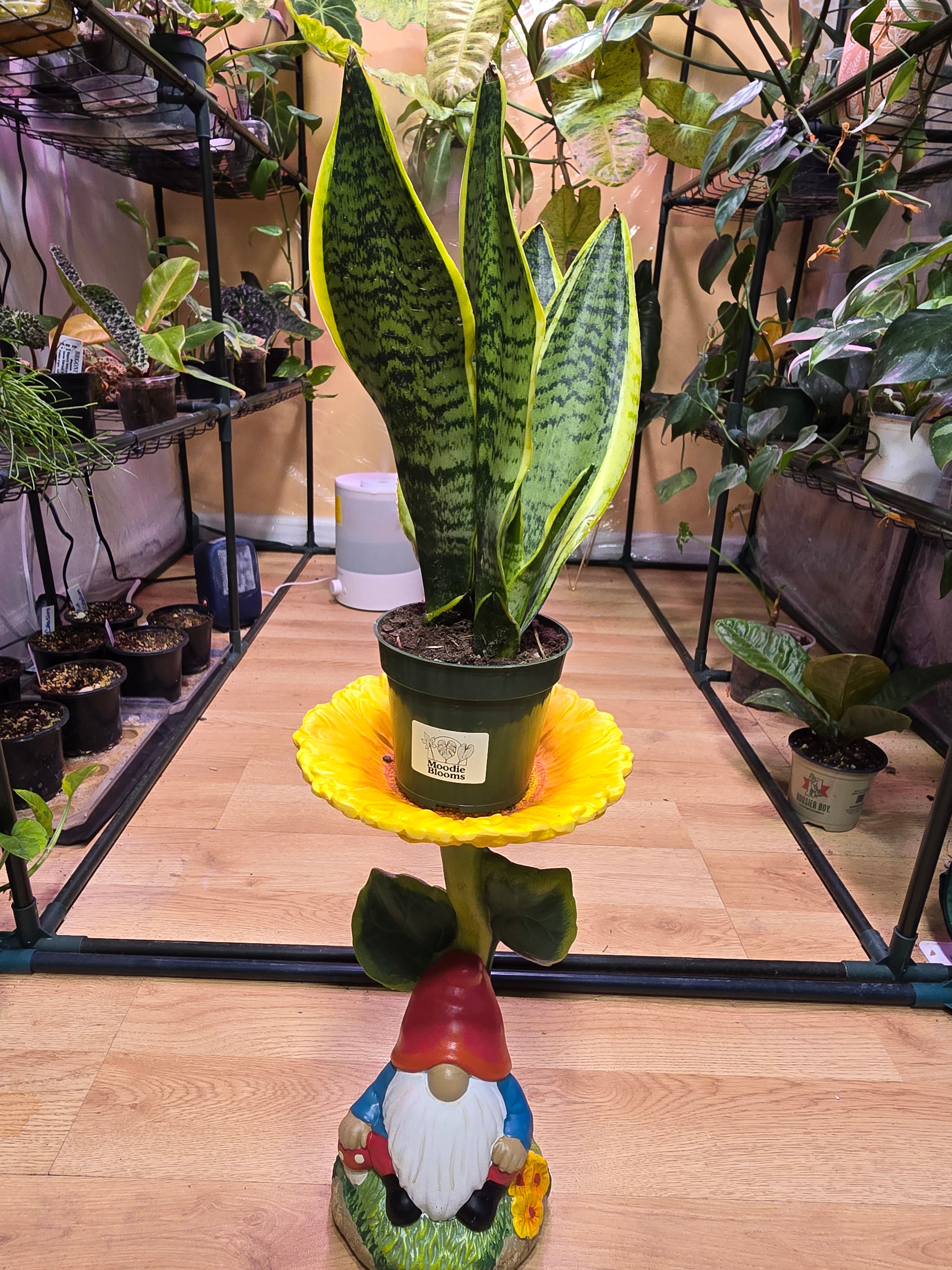 Sansevieria