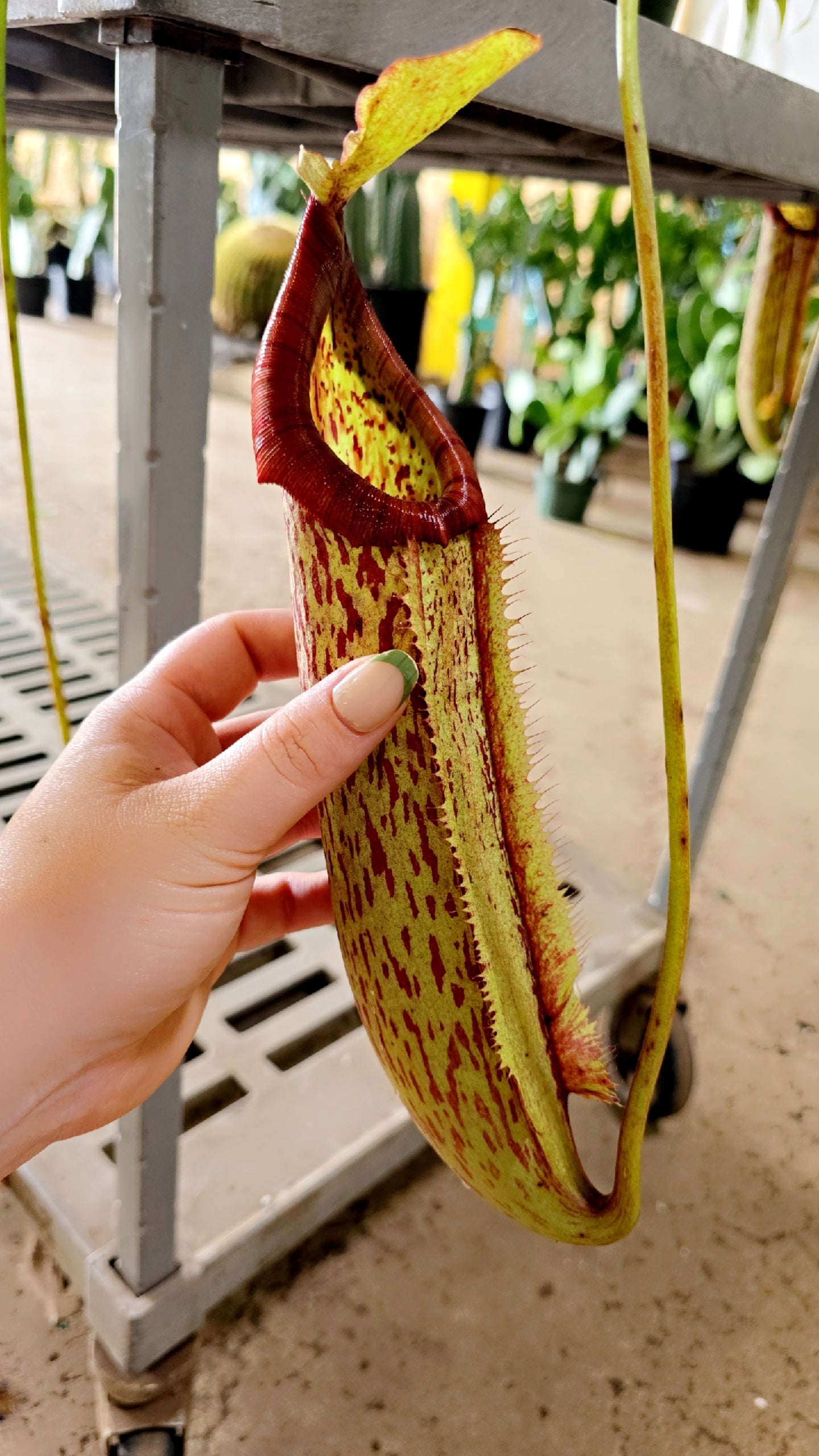 Carnivorous