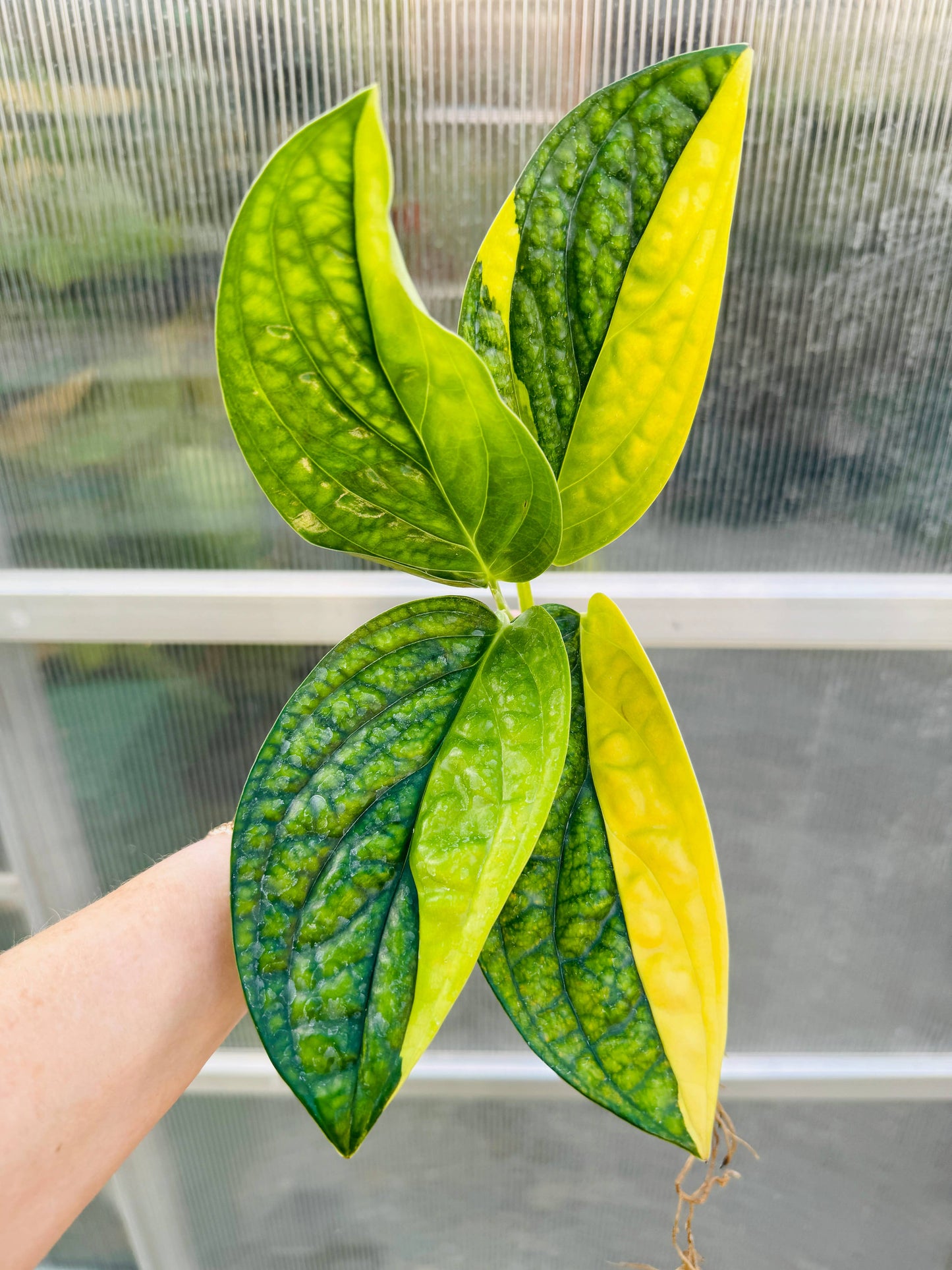 Variegated Monstera Peru