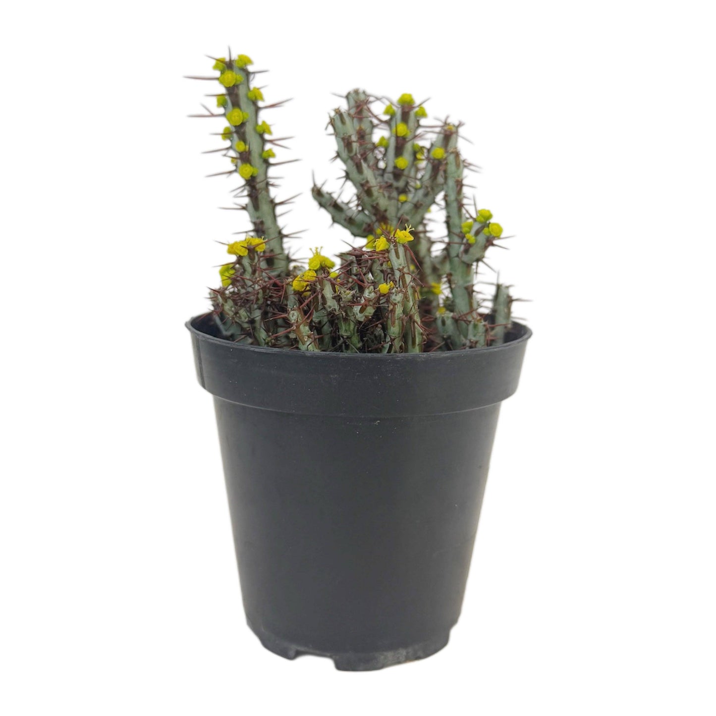 Miniature Saguaro | 3.5 inch | Euphorbia aeruginosa