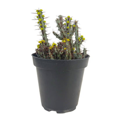 Miniature Saguaro | 3.5 inch | Euphorbia aeruginosa