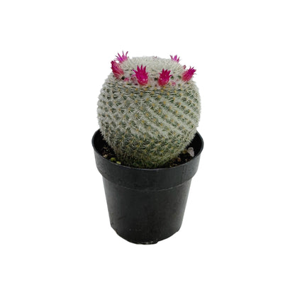 Mammillaria elegans | 2.5 inch