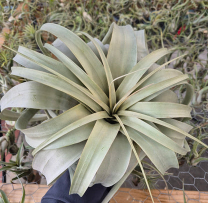 Tillandsia Xerographica Air Plant