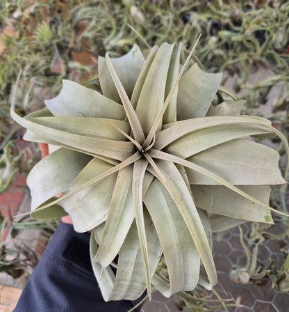 Tillandsia Xerographica Air Plant