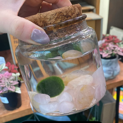 Marimo Moss Ball Terrarium with Crystal Gemstones