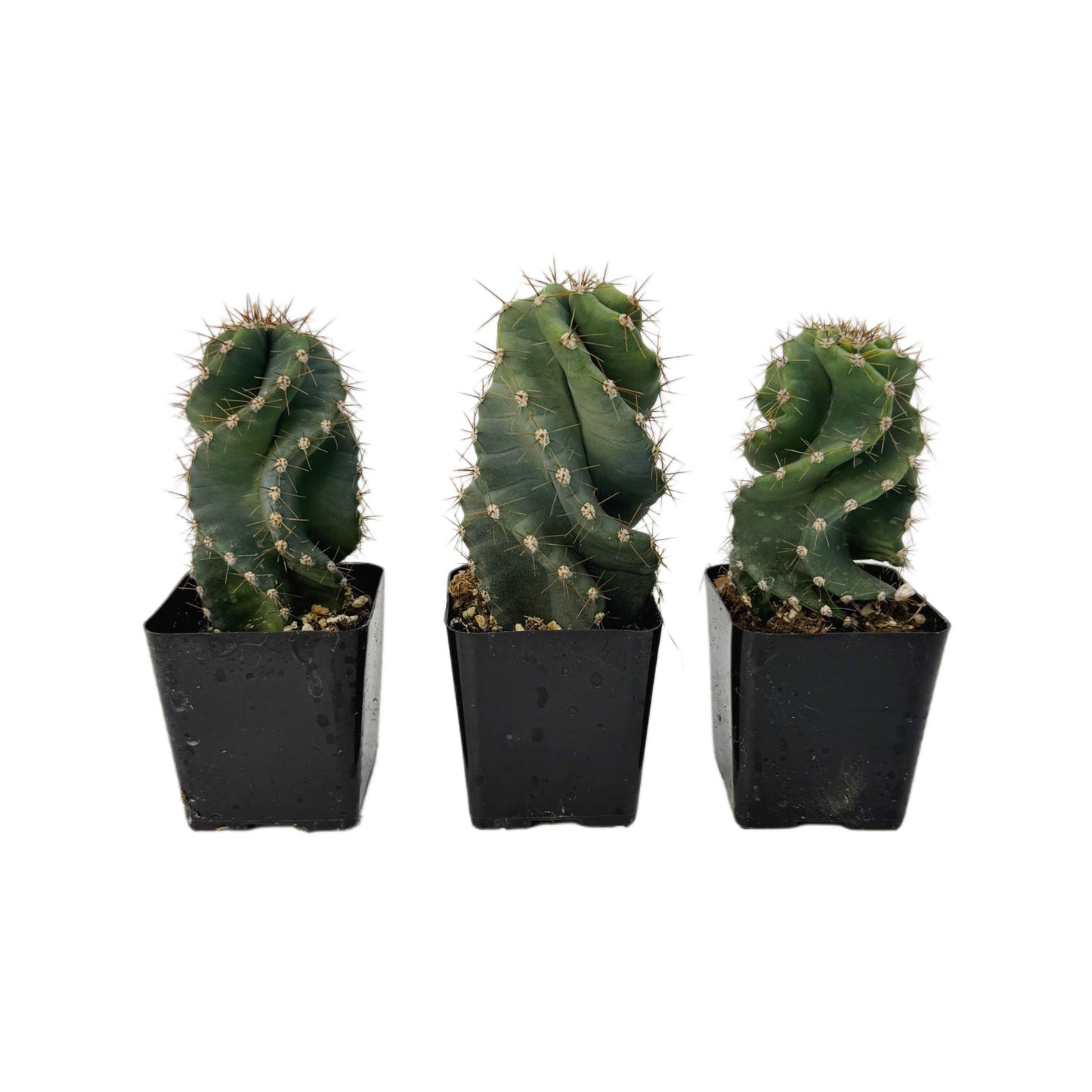 Spiral Cactus | Extra Small 2.5”  | Cereus forbesii spiralis