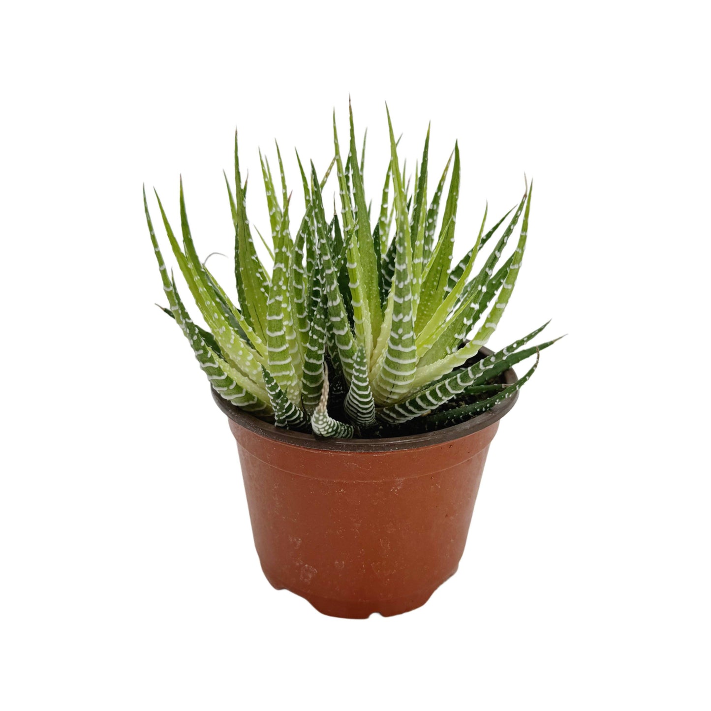 Variegated Zebra Cactus | 4 inch | Haworthia fasciata variegata