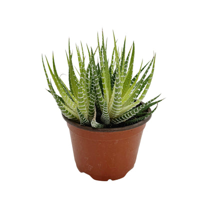 Variegated Zebra Cactus | 4 inch | Haworthia fasciata variegata