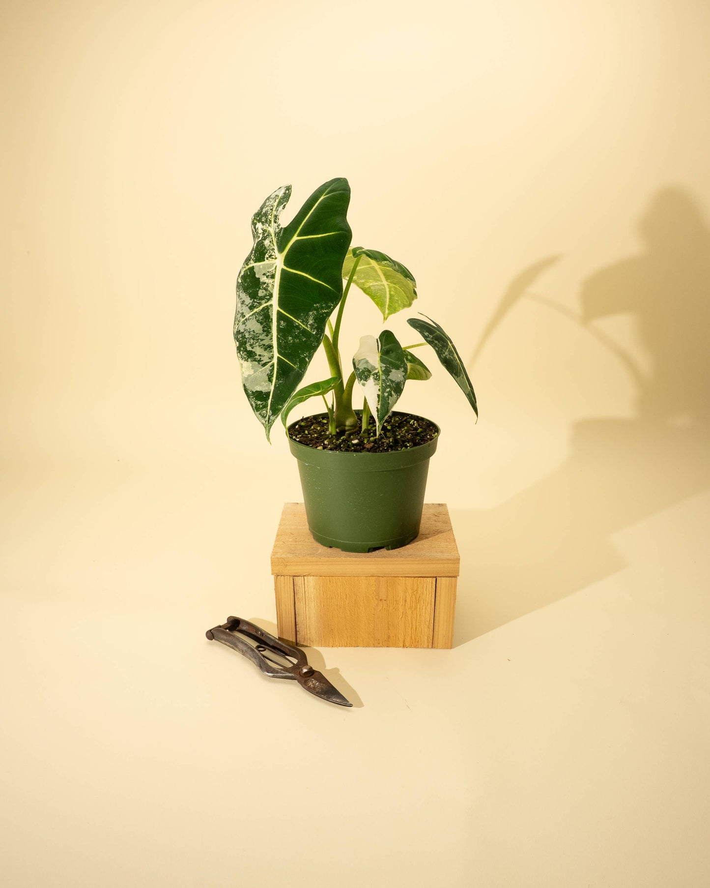 6" Variegated Alocasia 'Frydek'