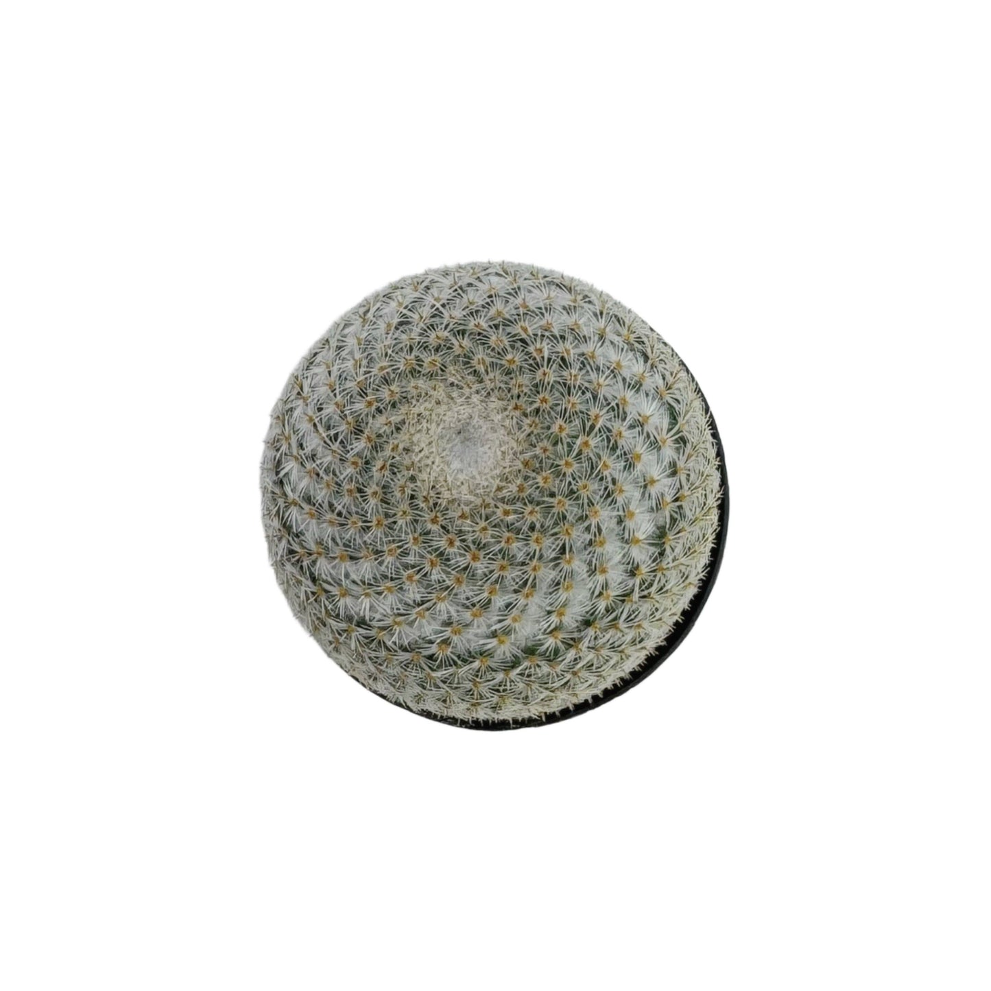 Mammillaria elegans | 2.5 inch
