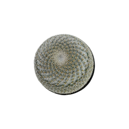 Mammillaria elegans | 2.5 inch