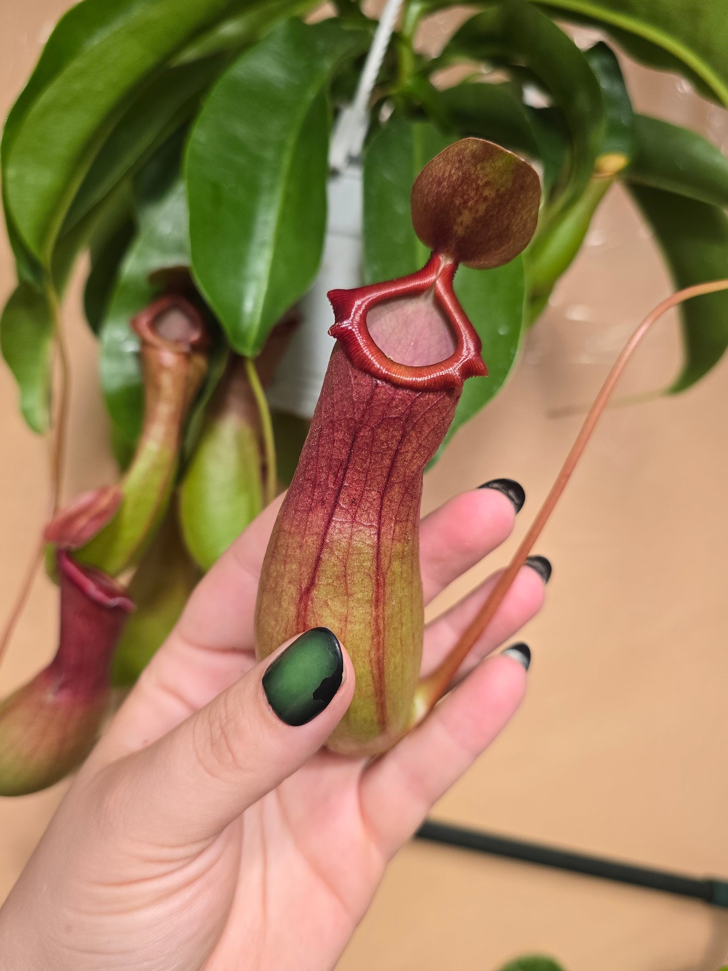 Nepenthes Pitcher Plant – Tropical Carnivorous Hanging Basket | 6″