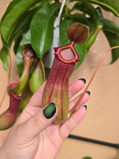 Nepenthes Pitcher Plant – Tropical Carnivorous Hanging Basket | 6″