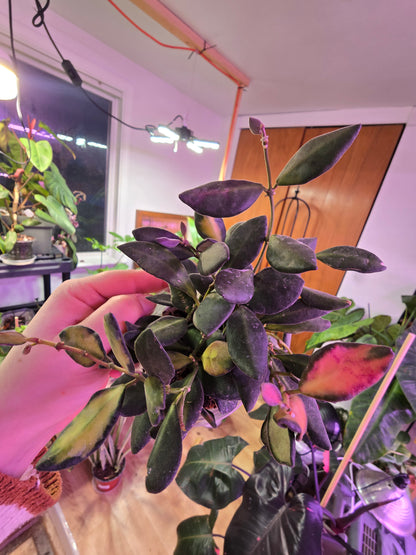 Hoya burtoniae (DS-70) – Fuzzy Trailing Wax Plant | 3″ Pot