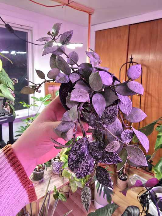 Hoya ‘Arctic’ – Splash Variegated Wax Plant | 3″ Pot