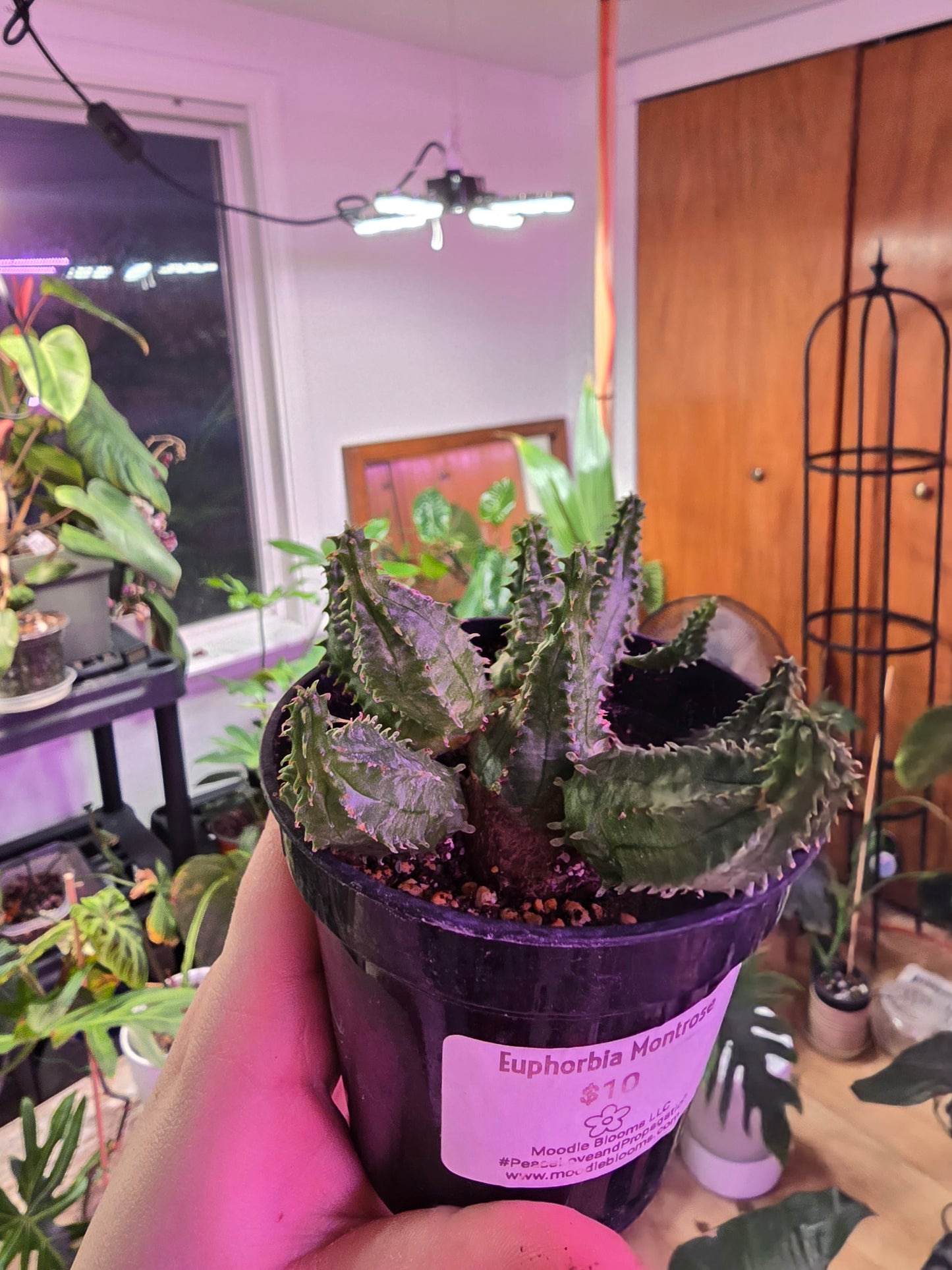 Euphorbia ‘Montrose’ – Unique Succulent Euphorbia | 3″ Pot