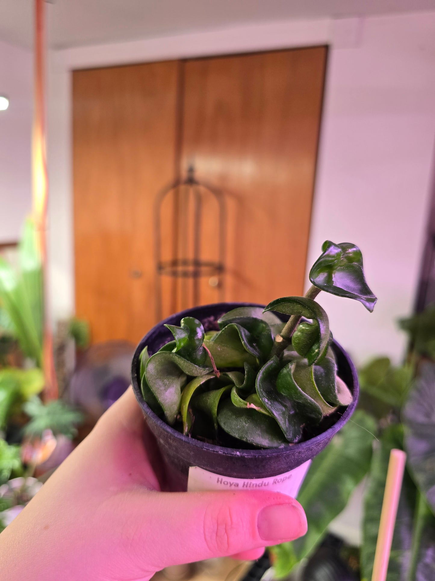 Hoya ‘Hindu Rope’ – Twisted Wax Plant | 3″ Pot