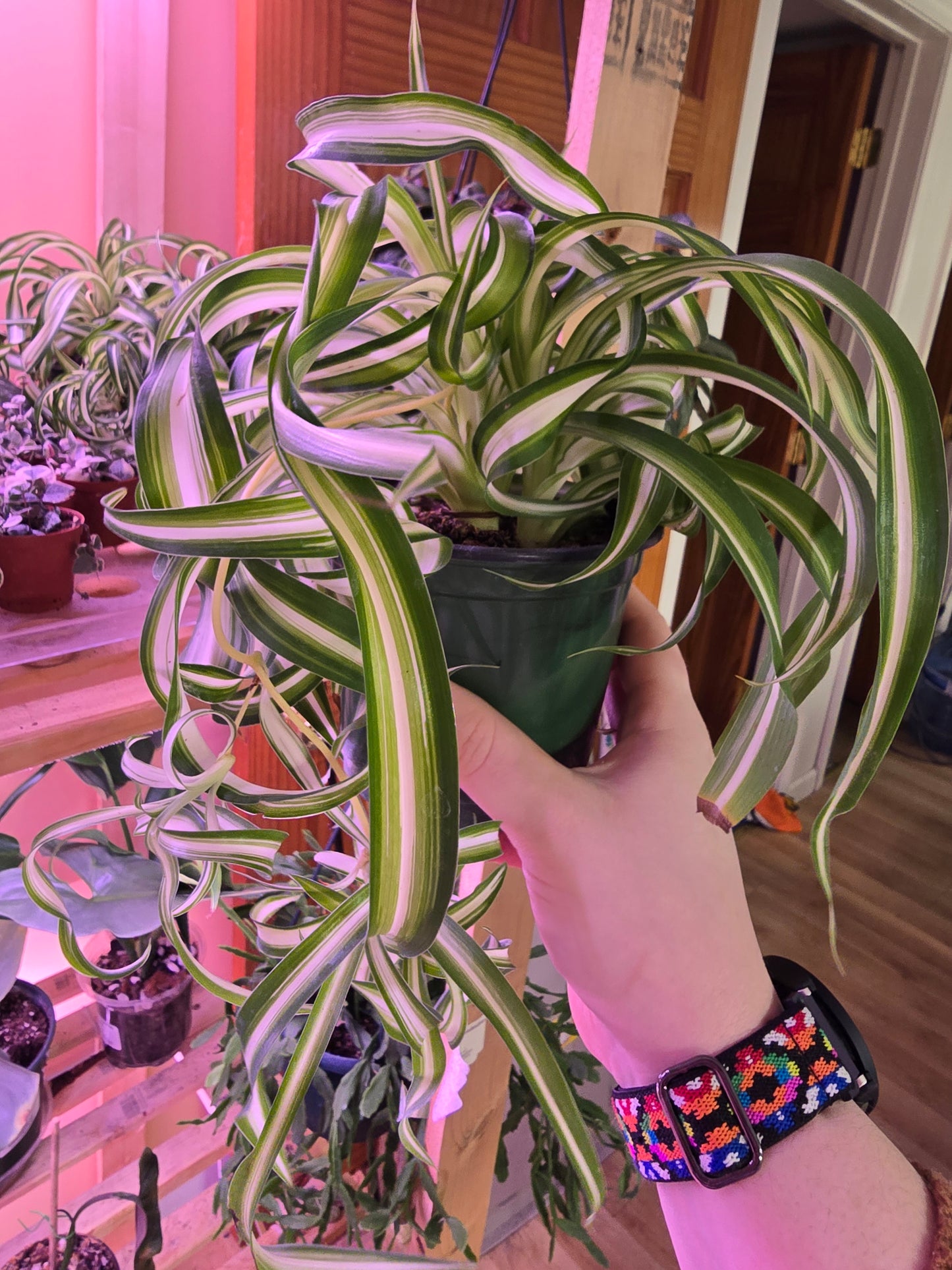 Curly Spider Plant – Easy Care, Pet-Friendly Houseplant | 3″ Pot