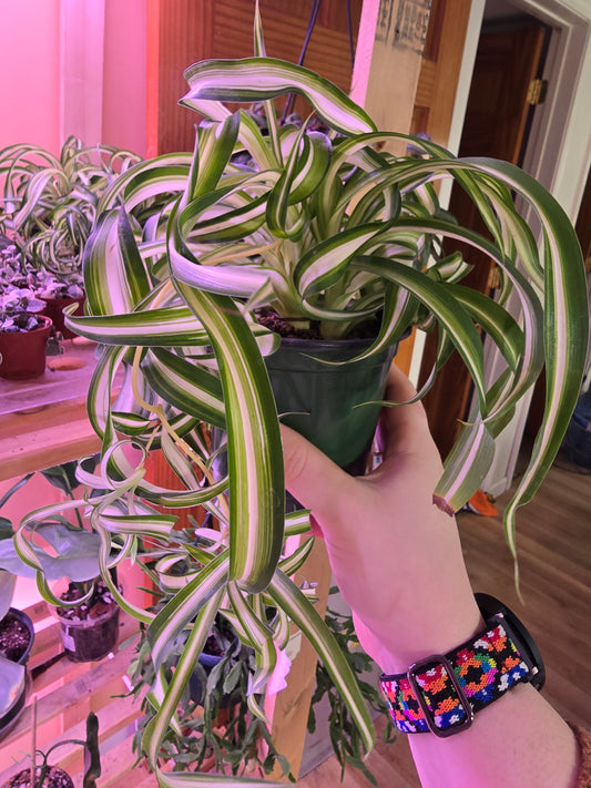 Curly Spider Plant – Easy Care, Pet-Friendly Houseplant | 3″ Pot