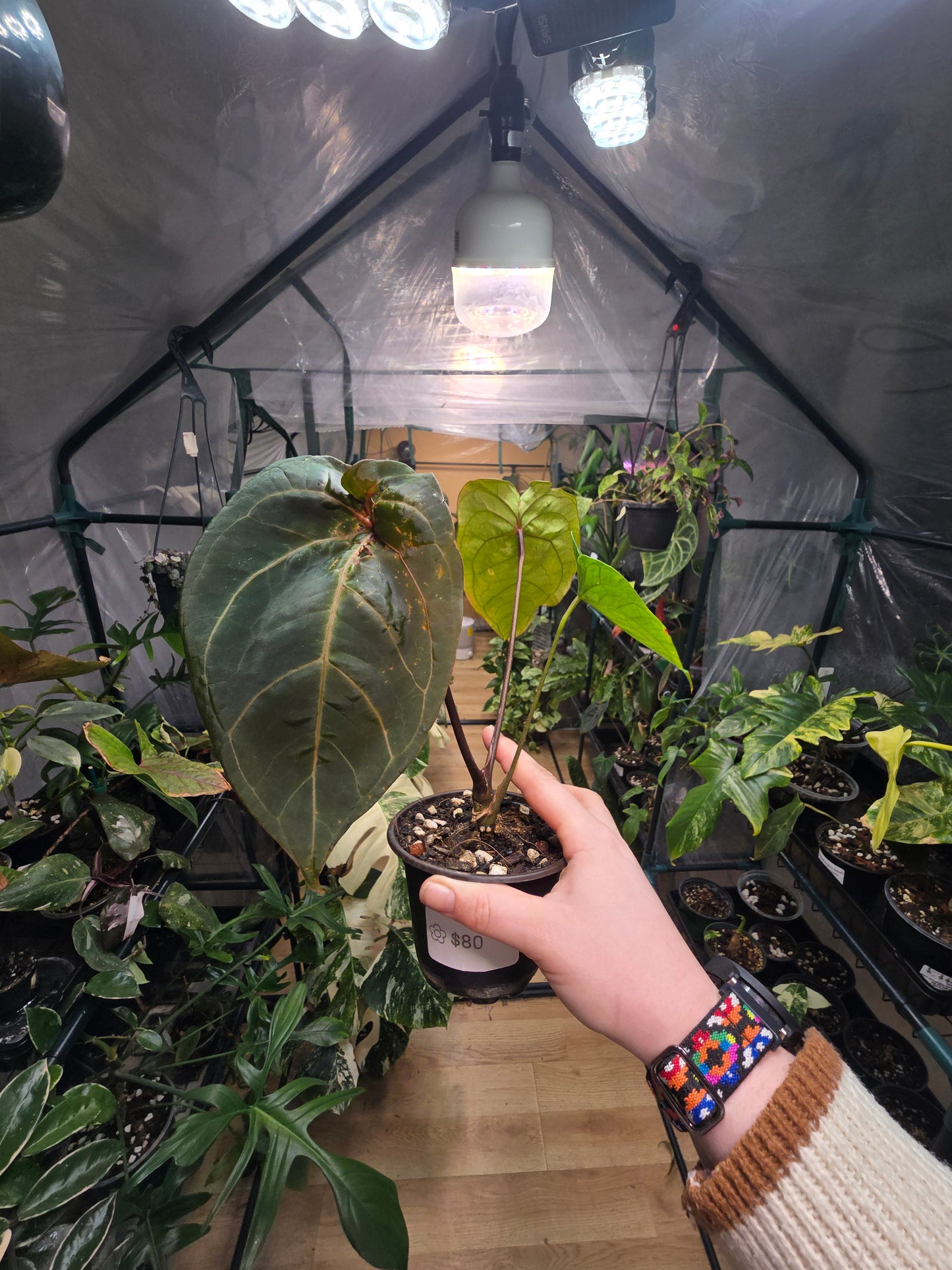 Anthurium forgetii × Silver Mask – Rare Hybrid Anthurium | 3″ Pot