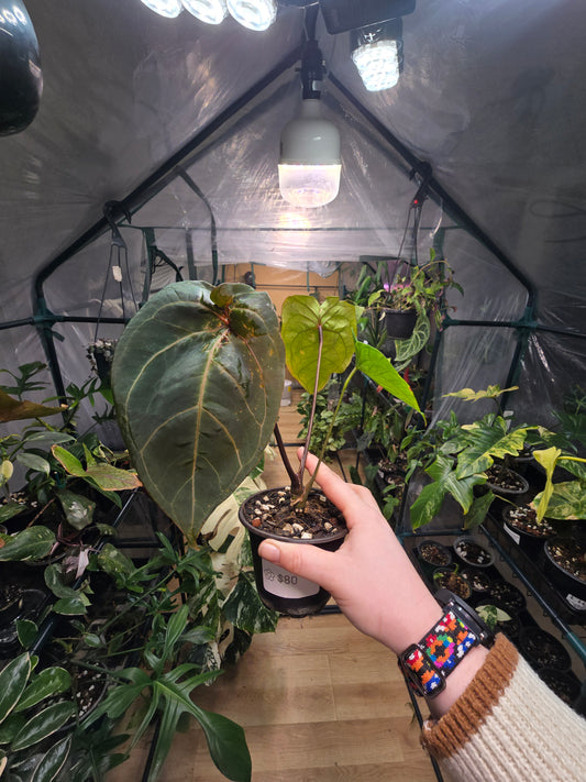 Anthurium forgetii × Silver Mask – Rare Hybrid Anthurium | 3″ Pot