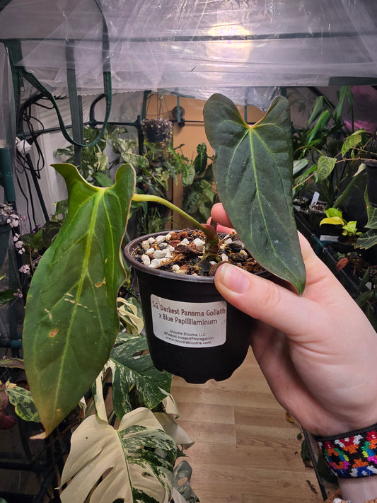 Anthurium Darkest Panama × Blue Pap – Rare Hybrid Anthurium | 3″ Pot