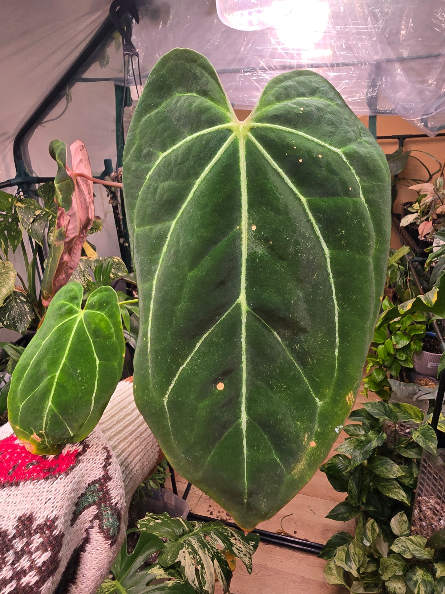 Anthurium Minahasa × Blue Pap – Rare Hybrid Anthurium | 3″ Pot