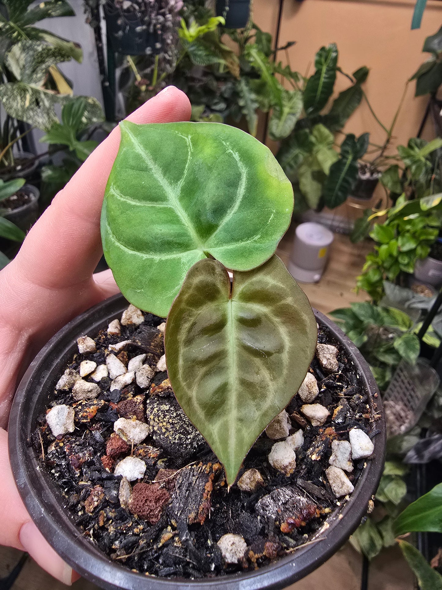 Anthurium Carla Blackiae × Pap Red – Rare Hybrid Anthurium | 3″ Pot