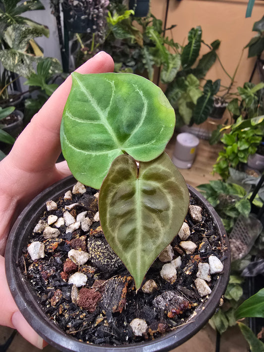 Anthurium Carla Blackiae × Pap Red – Rare Hybrid Anthurium | 3″ Pot