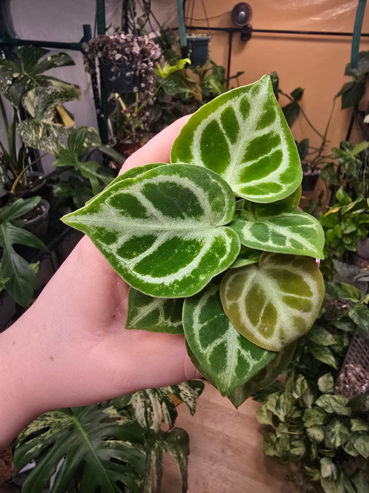 Anthurium dorayaki – Rare Collector Anthurium | 1″ Pot