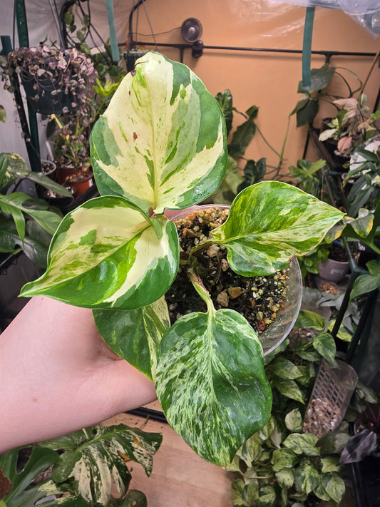 Manjula Pothos – Variegated Easy-Care Houseplant | 2″ Pot (Moodie Propagation)