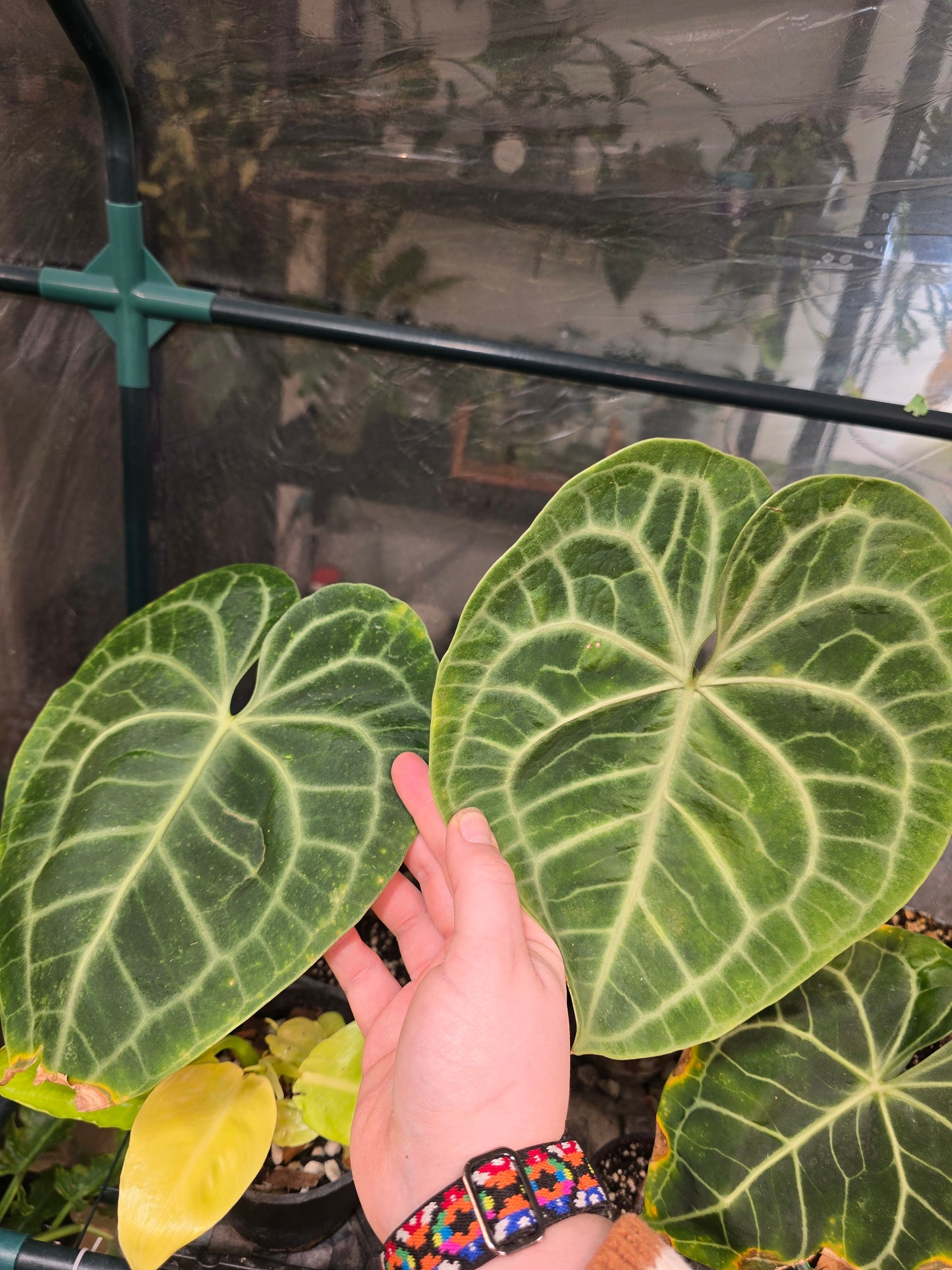 Anthurium clarinervium – Velvet Veined Collector Anthurium | 6″ Pot