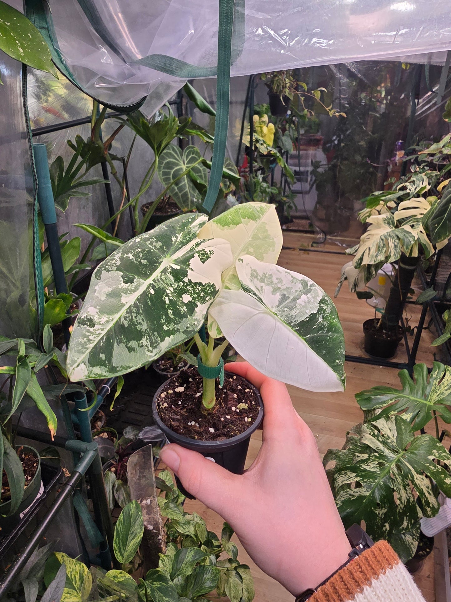 Alocasia ‘Frydek’ Variegated – Rare Velvet Aroid | 2″ Pot