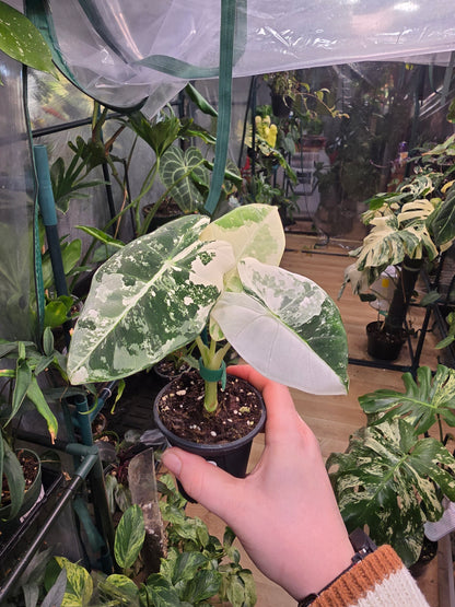 Alocasia ‘Frydek’ Variegated – Rare Velvet Aroid | 2″ Pot