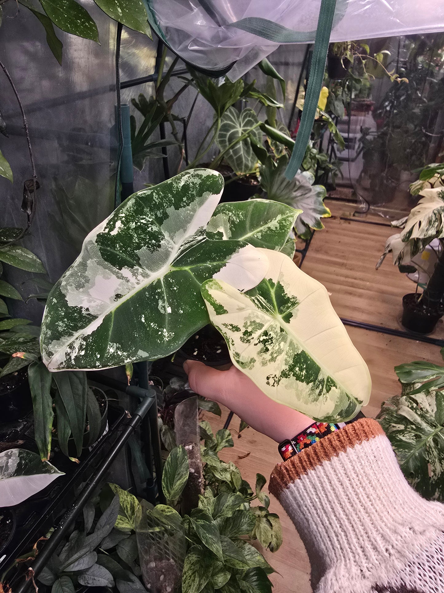 Alocasia ‘Frydek’ Variegated – Rare Velvet Aroid | 2″ Pot