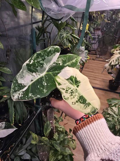Alocasia ‘Frydek’ Variegated – Rare Velvet Aroid | 2″ Pot