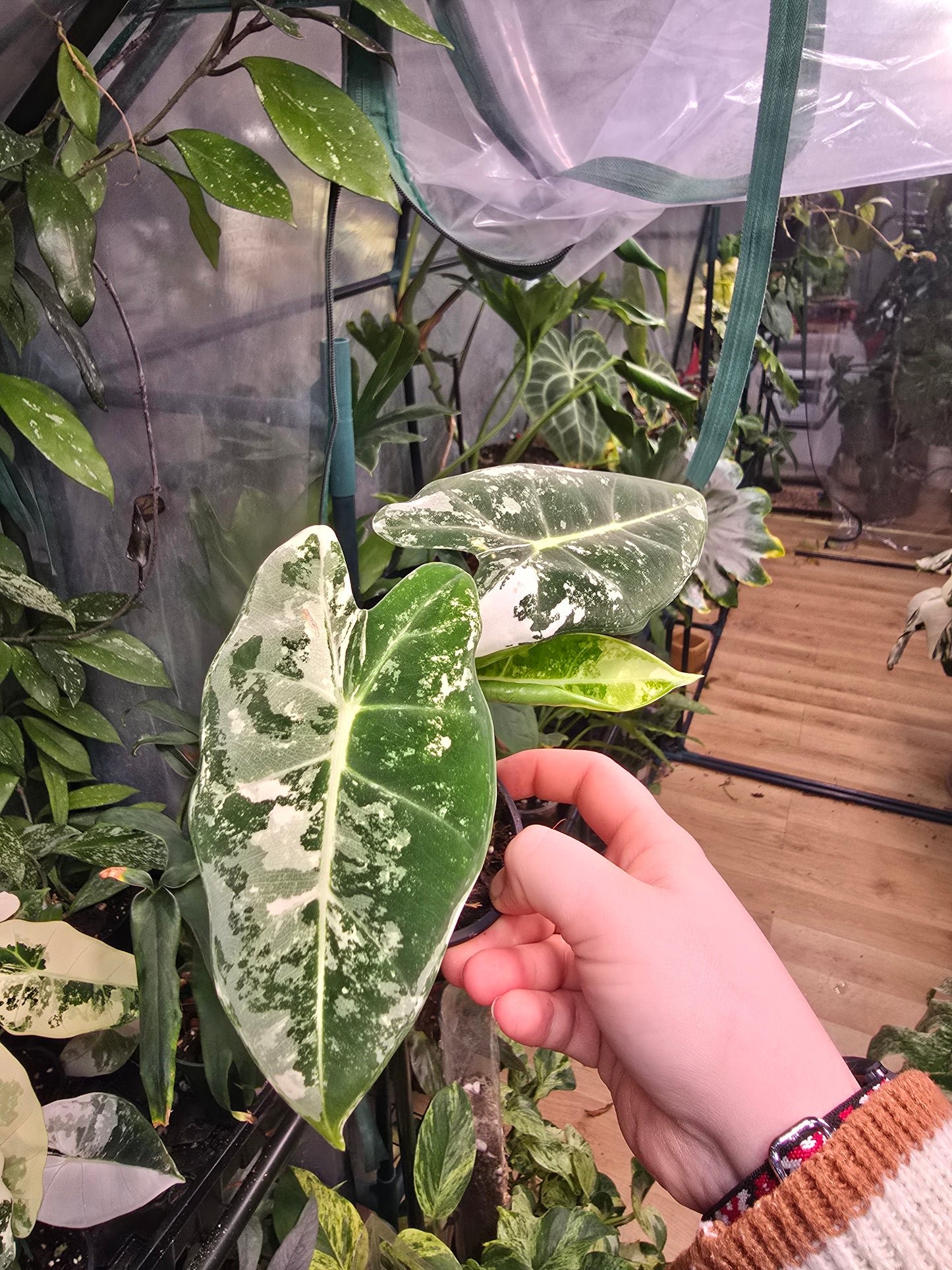 Alocasia ‘Frydek’ Variegated – Rare Velvet Aroid | 2″ Pot