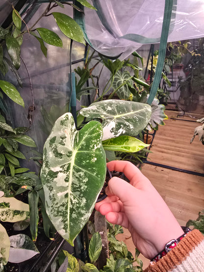 Alocasia ‘Frydek’ Variegated – Rare Velvet Aroid | 2″ Pot