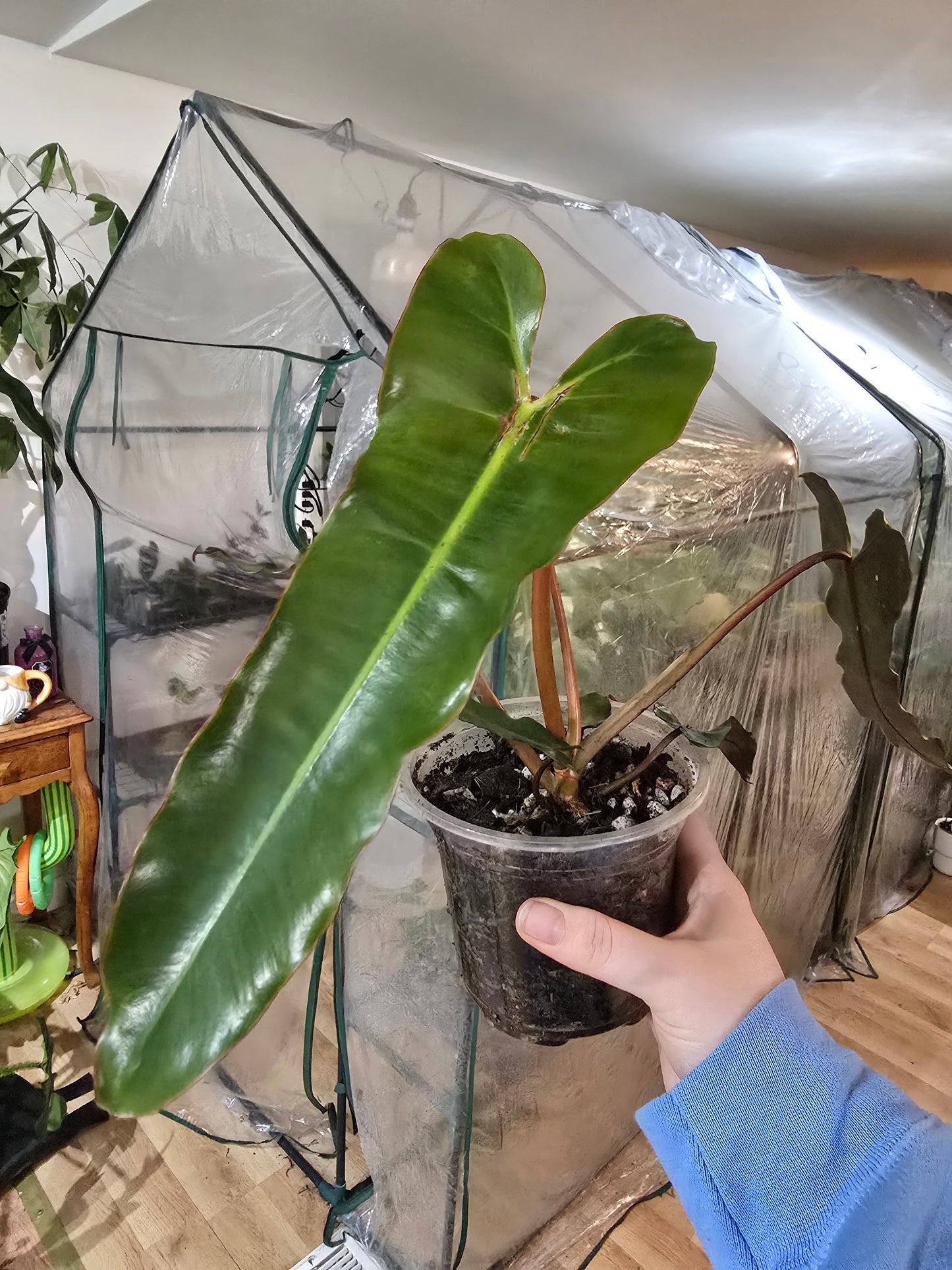 Philodendron black billietiae – Rare Strap-Leaf Aroid | 3″ Pot