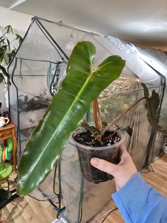 Philodendron black billietiae – Rare Strap-Leaf Aroid | 3″ Pot