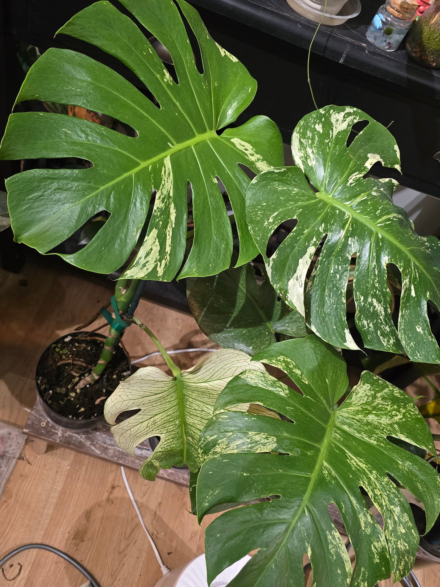Monstera White Monster – Rare Variegated Aroid | 6″ Pot