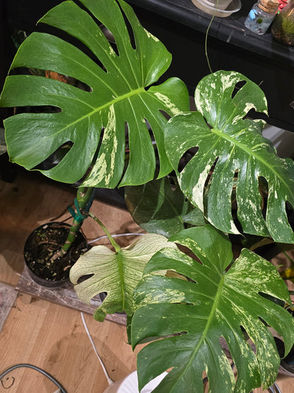 Monstera White Monster – Rare Variegated Aroid | 6″ Pot