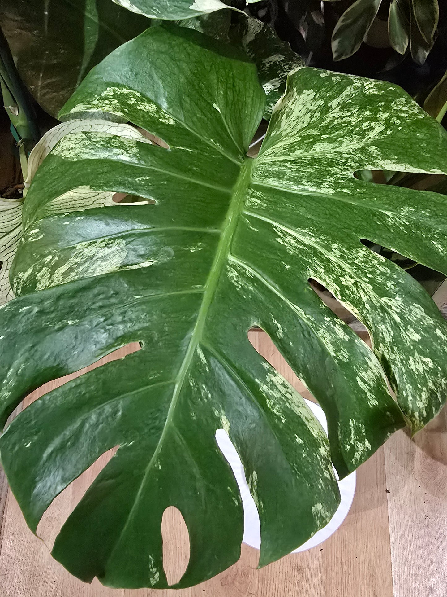 Monstera White Monster – Rare Variegated Aroid | 6″ Pot