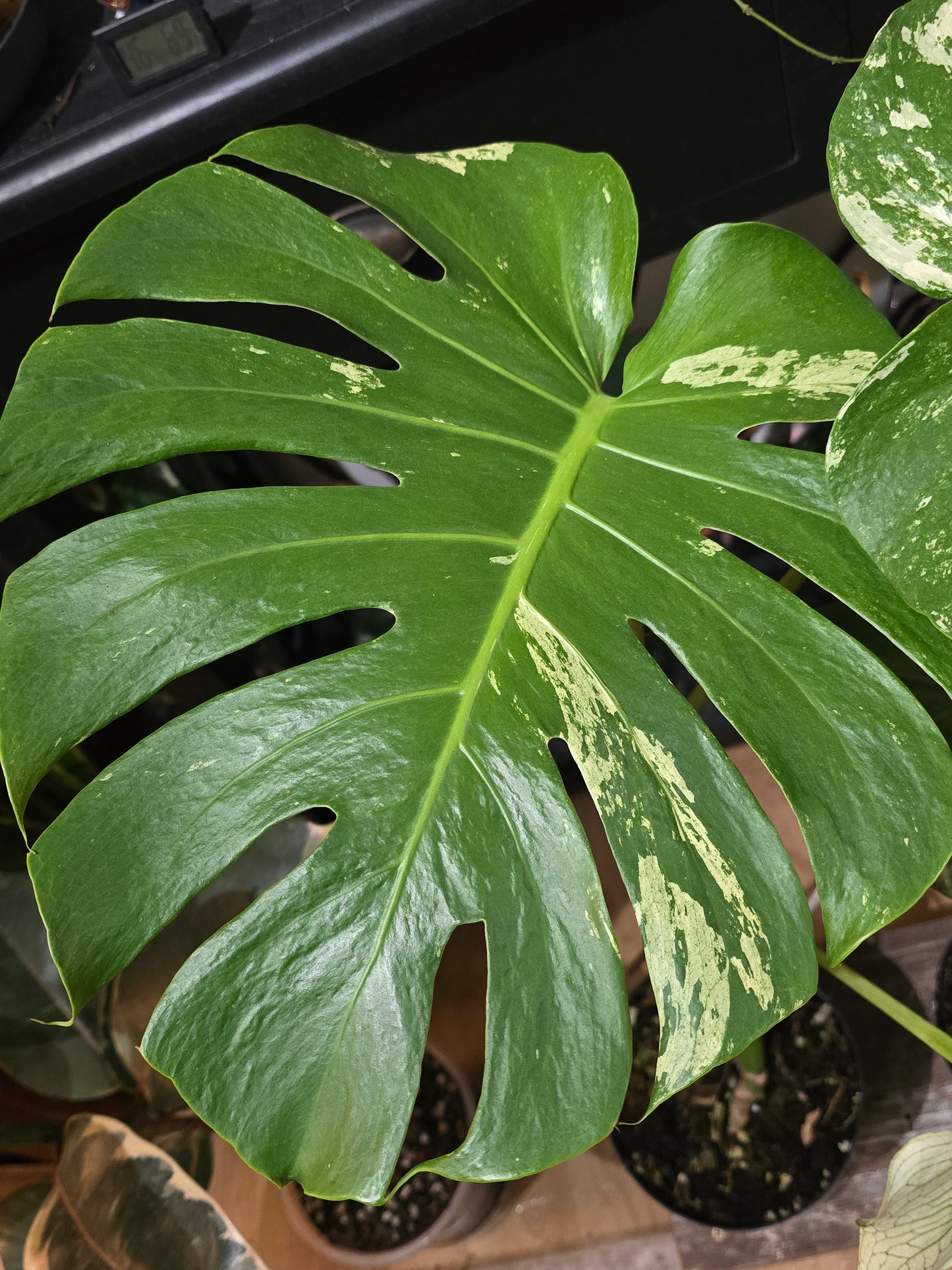 Monstera White Monster – Rare Variegated Aroid | 6″ Pot