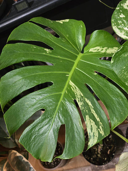 Monstera White Monster – Rare Variegated Aroid | 6″ Pot