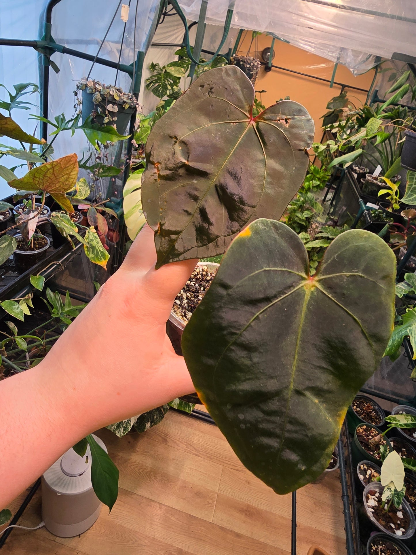 Anthurium Corduroy × Dark Phoenix – Rare Hybrid Anthurium | 2″ Pot