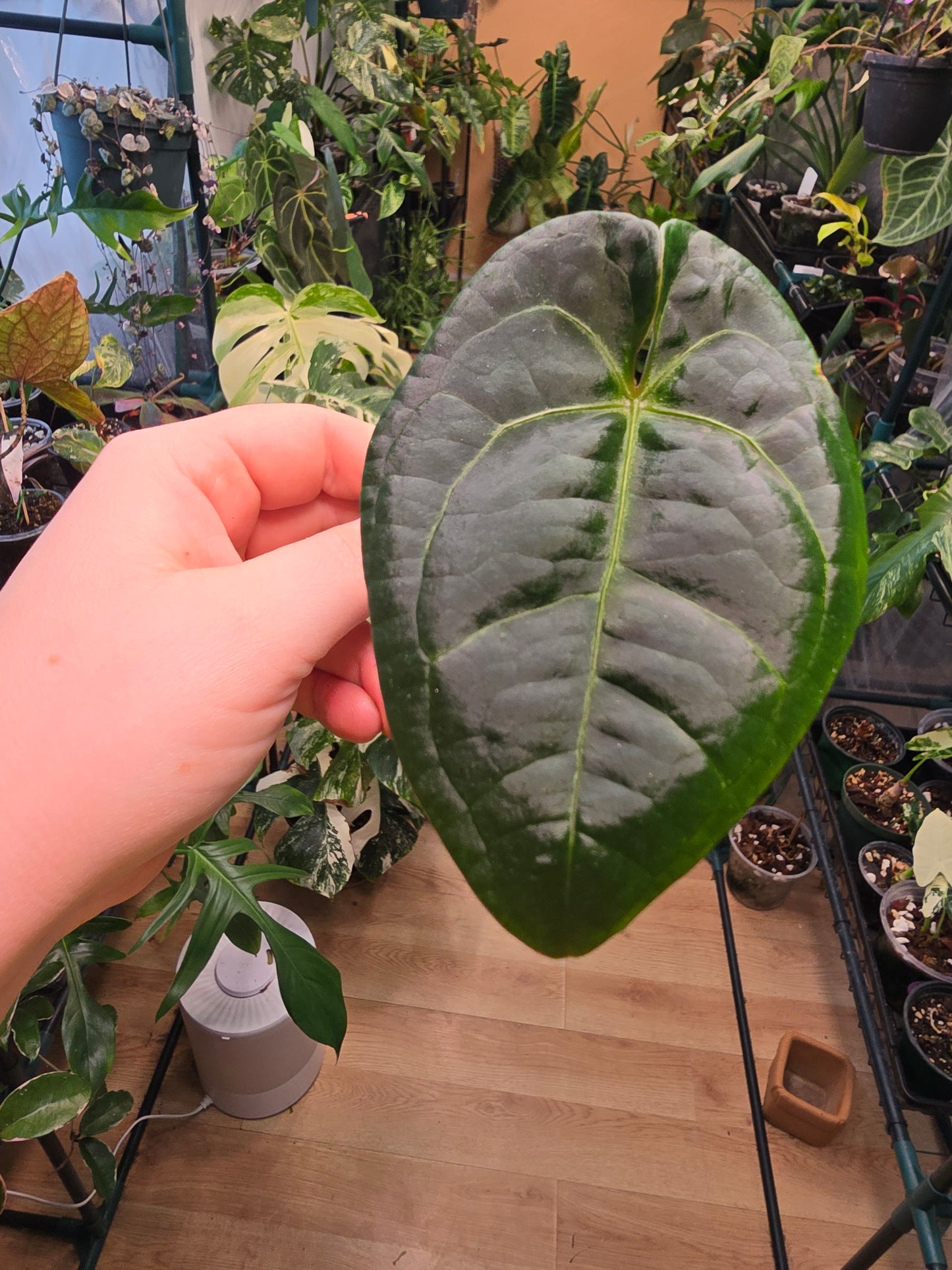 Anthurium King of Spades × Pap Silver – Rare Hybrid Anthurium | 2″ Pot