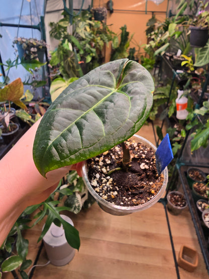 Anthurium King of Spades × Pap Silver – Rare Hybrid Anthurium | 2″ Pot