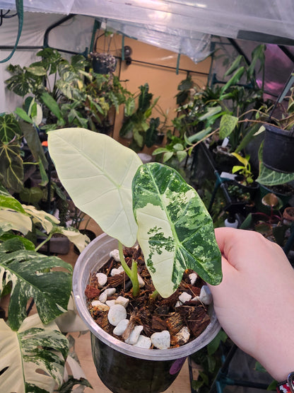 Alocasia ‘Frydek’ Variegated – Rare Velvet Aroid | 3″ Pot